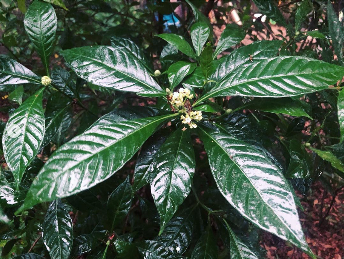 標本 Brazil Agaocephala mannerheimi 38mm Wild Coffee — Florida Native Plants Nursery & Landscaping